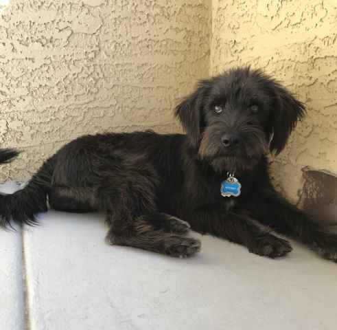 standard schnauzer mix